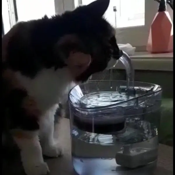 Fontaine à eau intelligente pour chat avec détecteur de mouvement