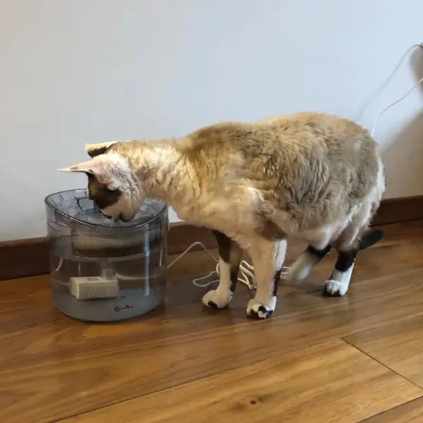 Fontaine à eau intelligente pour chat avec détecteur de mouvement