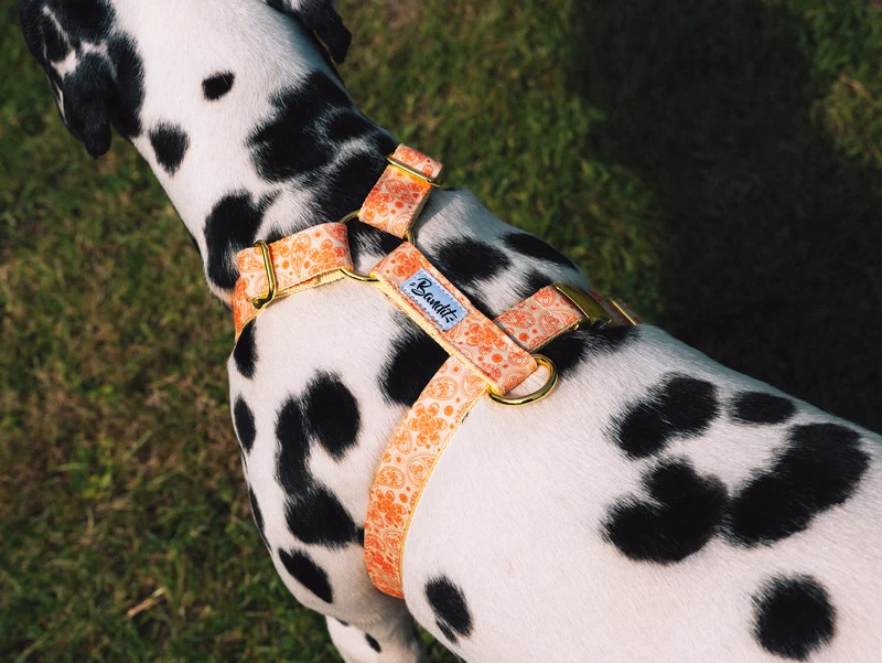 Harnais chien paisley jaune