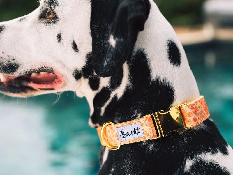 Collier chien paisley jaune
