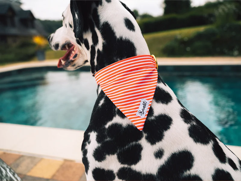 Bandana pour chien rayé rouge et blanc