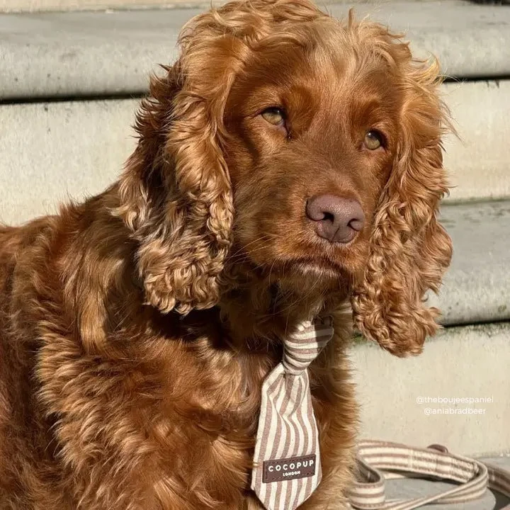 Cravate pour chien London Linen Stripes CocoPup London