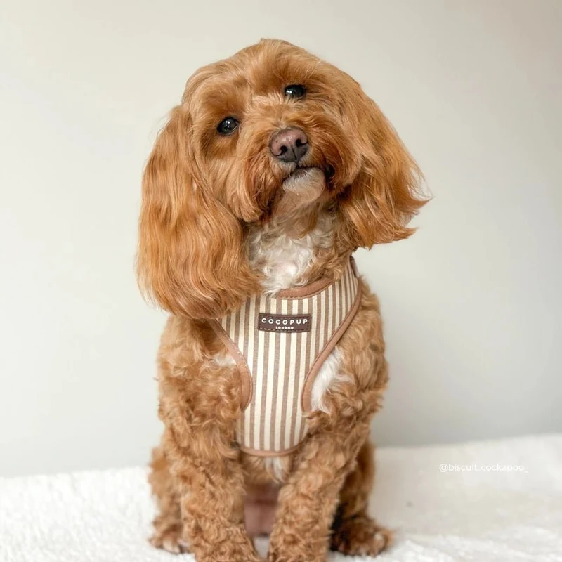 Harnais pour chien réglable London Linen Stripes CocoPup London