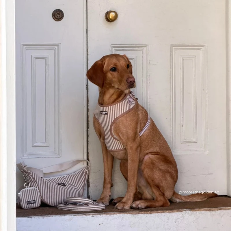 Harnais pour chien réglable London Linen Stripes CocoPup London