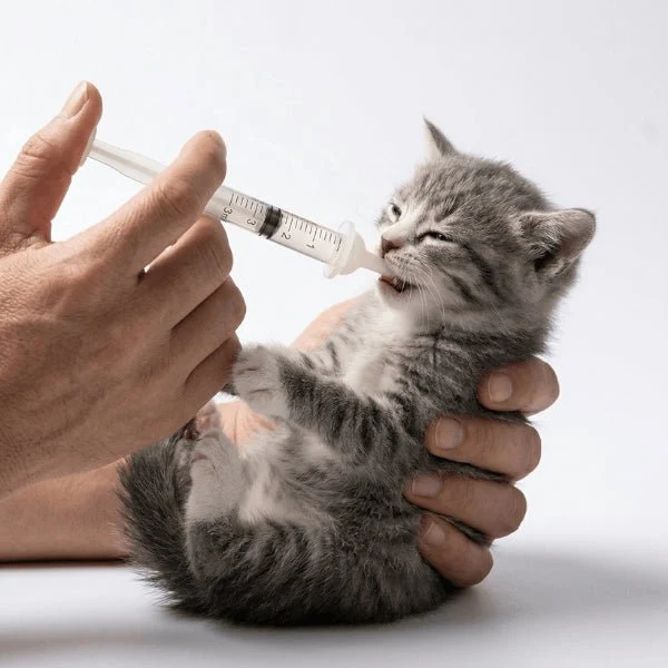 Biberon chaton - Kit complet allaitement sevrage - KitCatMilk™