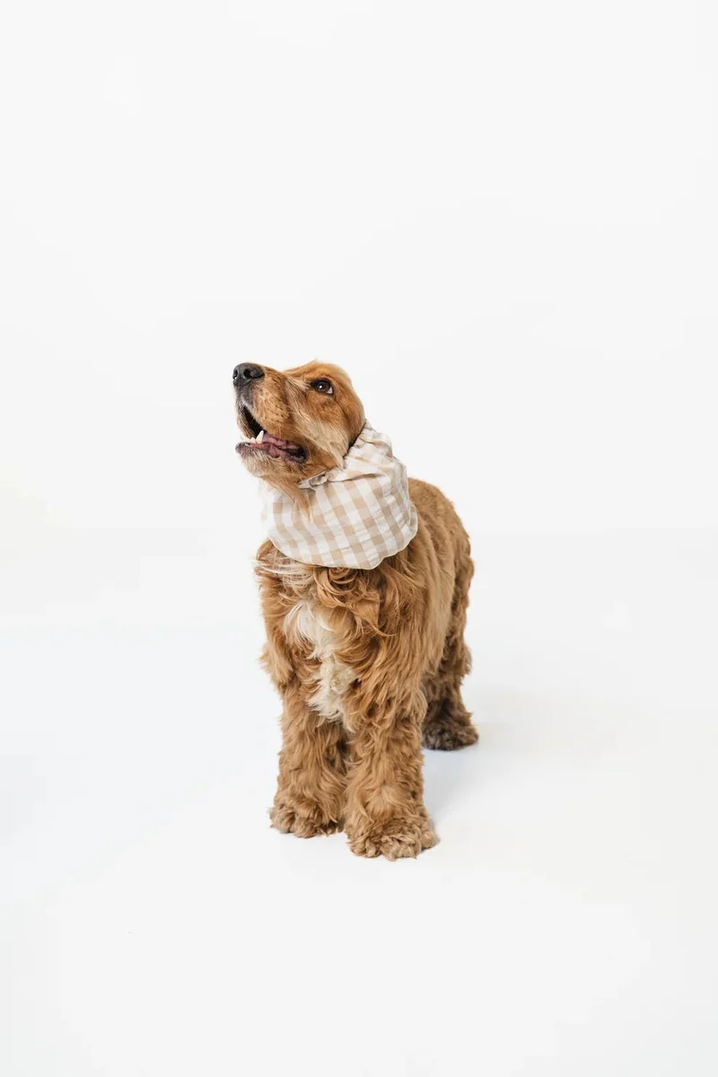 Snood en coton pour chien oreilles longues Summer Paris
