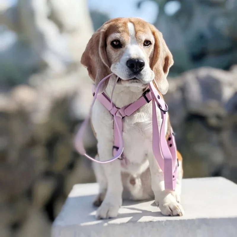 Harnais pour chien imperméable Gummy Lila — confort & style pastel 💜