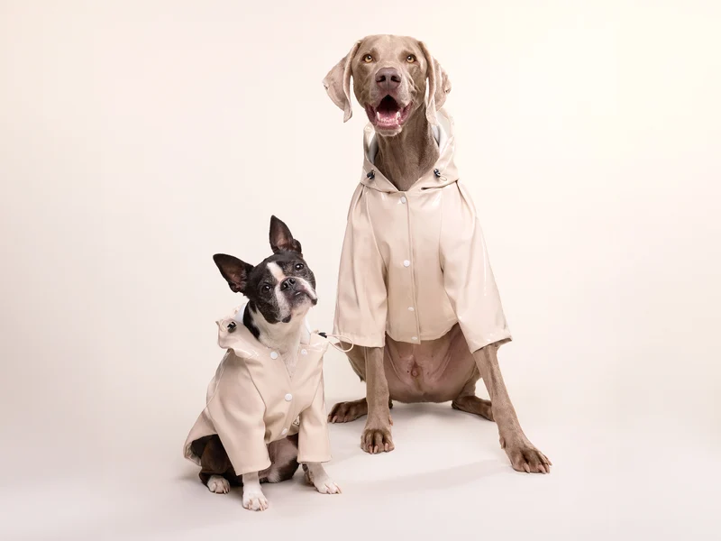 Imperméable pour chien crème