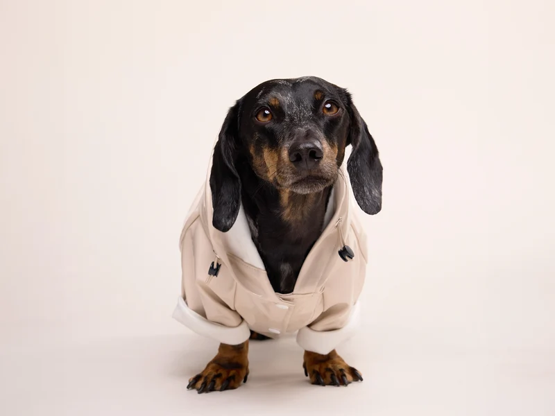 Imperméable pour chien crème