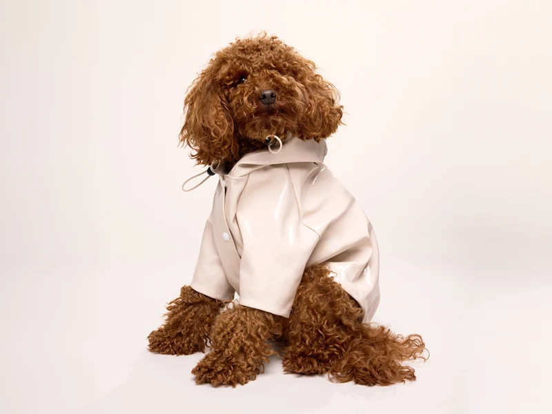 Imperméable pour chien crème