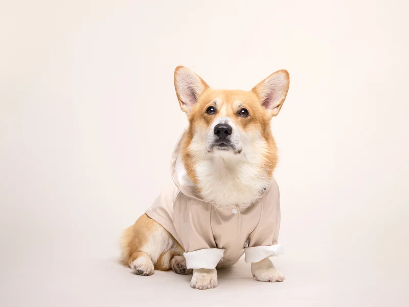 Imperméable pour chien crème