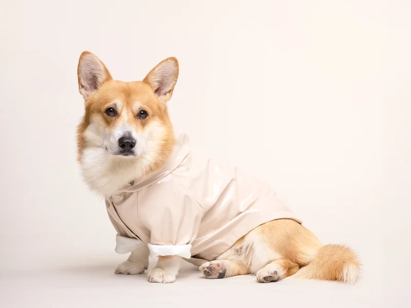 Imperméable pour chien crème
