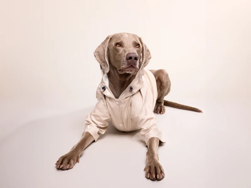 Imperméable pour chien crème