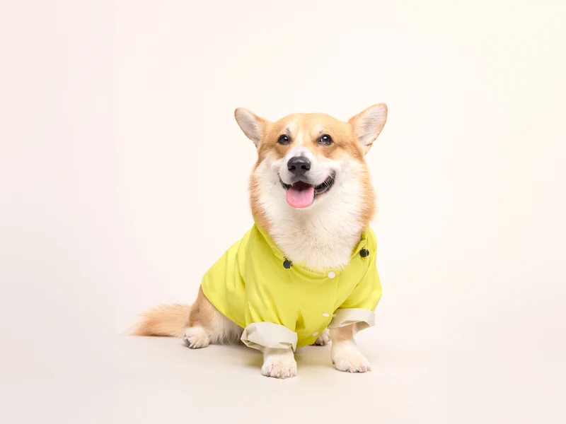 Imperméable pour chien jaune