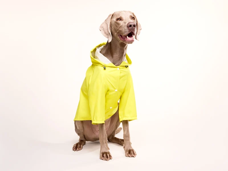 Imperméable pour chien jaune