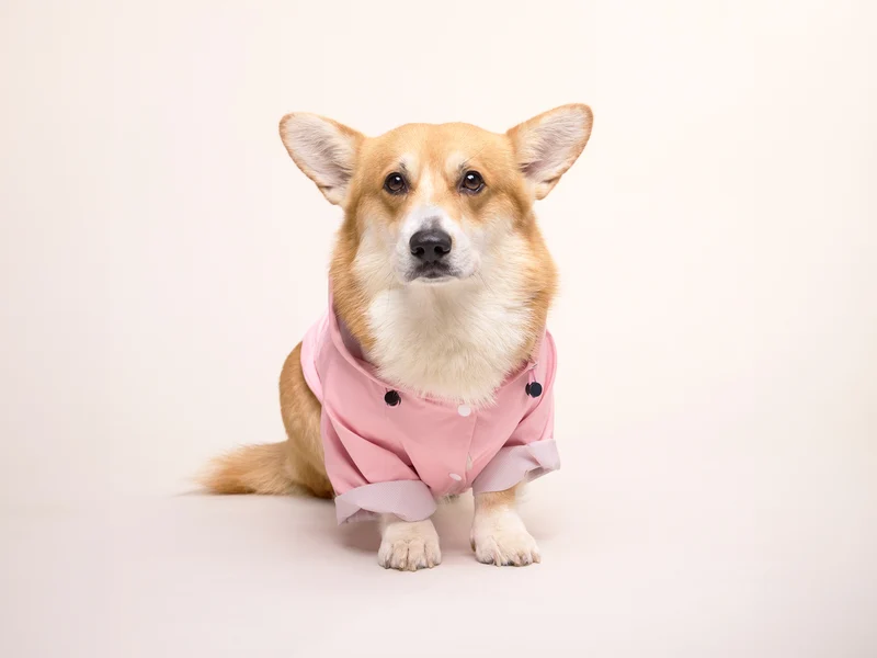 Imperméable pour chien rose