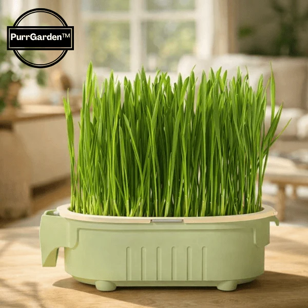 Bac de culture herbe à chat hydroponique - PurrGarden™