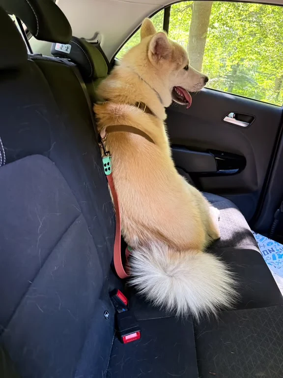 Ceinture de sécurité voiture chien & chat personnalisable