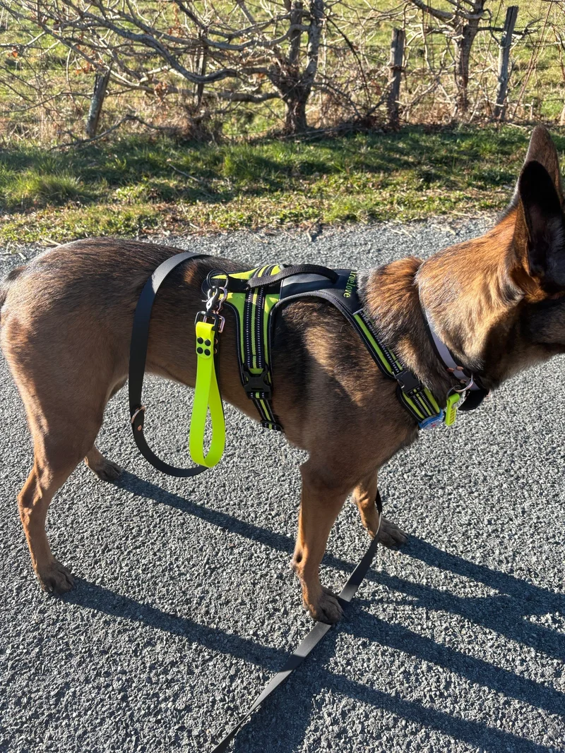 Poignée personnalisée pour chien en biothane 25 mm - Gravure laser | Fabriquée en France