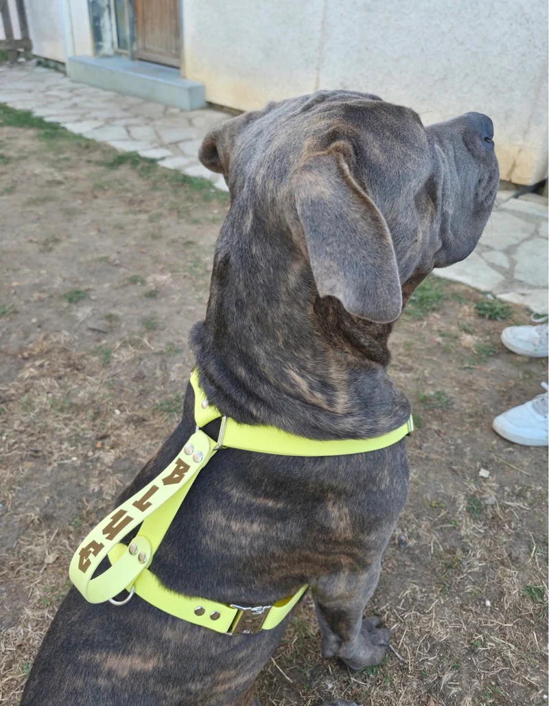 Harnais en H personnalisé chien & chat – Biothane & Hexa - 16 & 25 mm