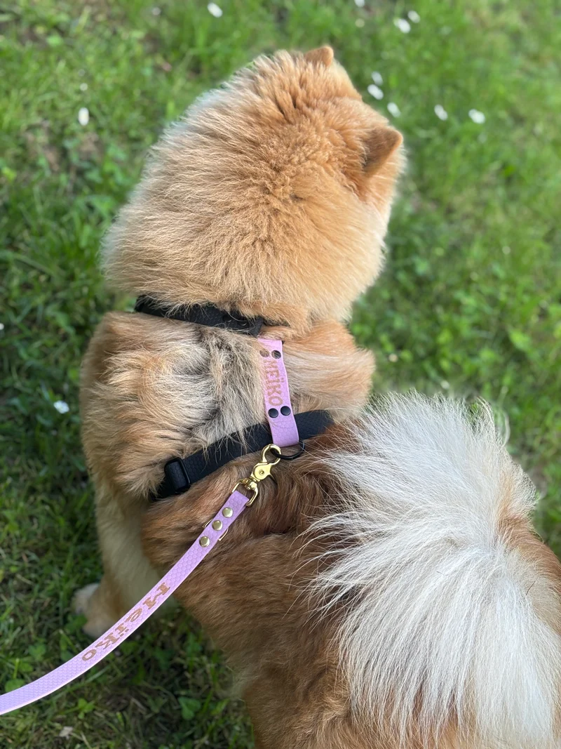 Harnais en H personnalisé chien & chat – Biothane & Hexa - 16 & 25 mm