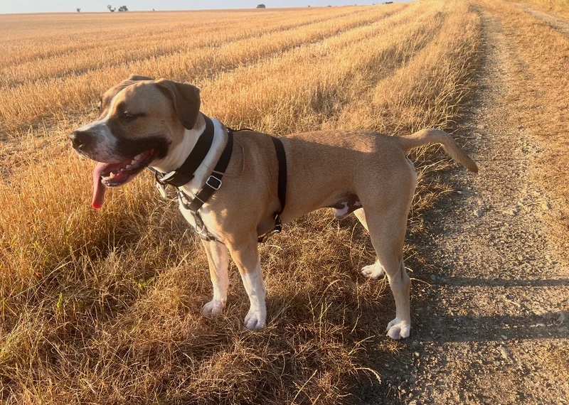 Harnais en H personnalisé chien & chat – Biothane & Hexa - 16 & 25 mm