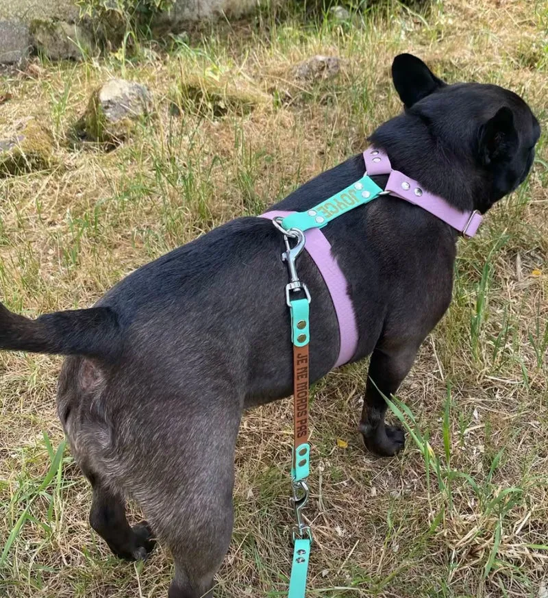 Harnais en H personnalisé chien & chat – Biothane & Hexa - 16 & 25 mm