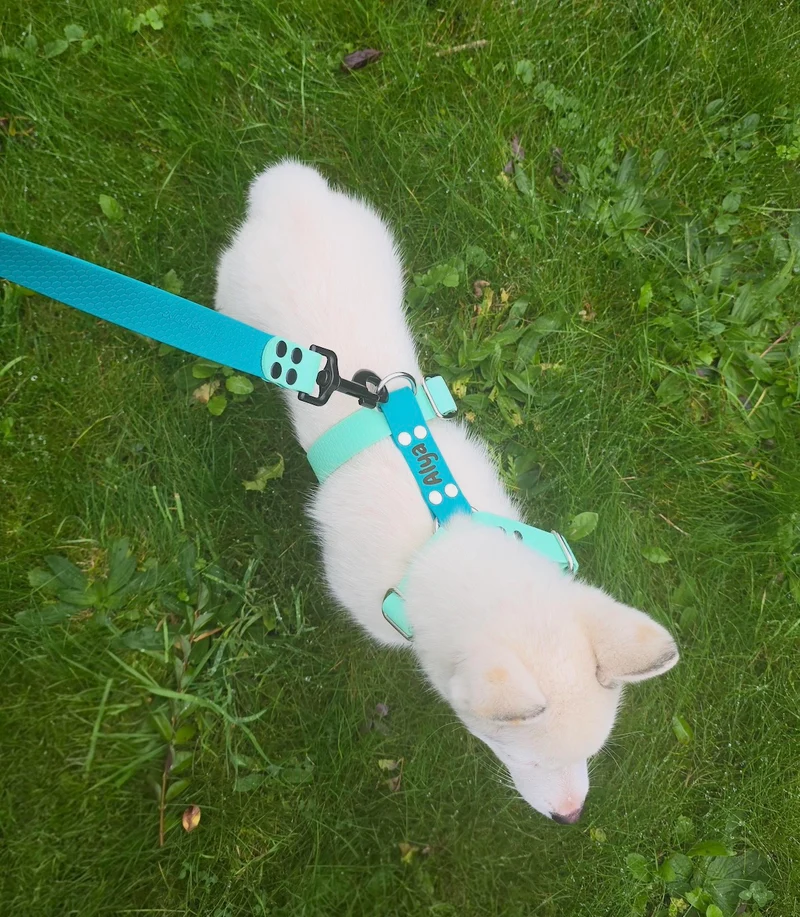Harnais en H personnalisé chien & chat – Biothane & Hexa - 16 & 25 mm