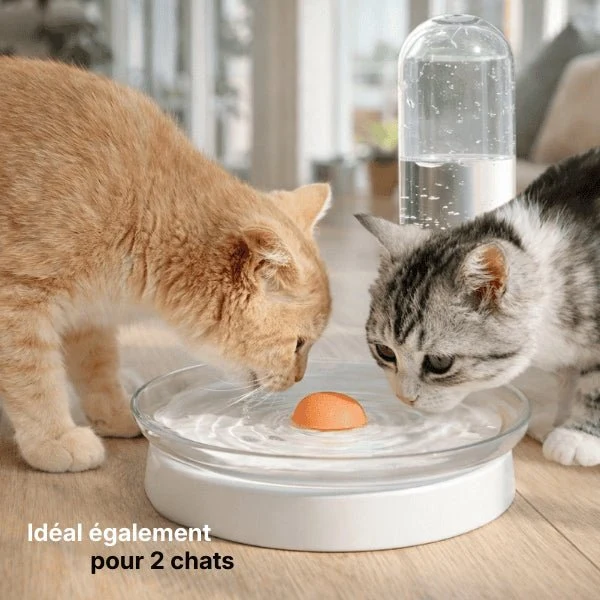 Distributeur d’eau pour chat à filtre permanent - OGlass™