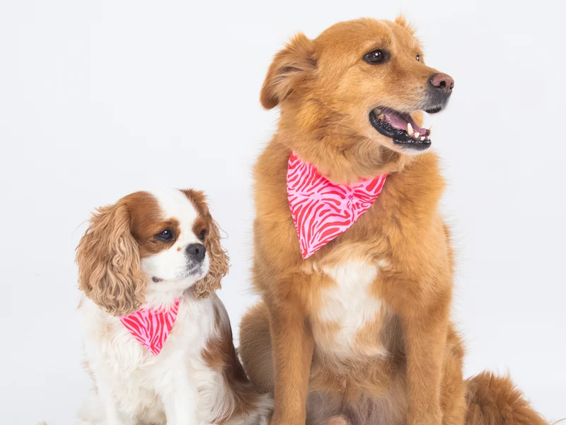 Bandana pour chien zebre rose