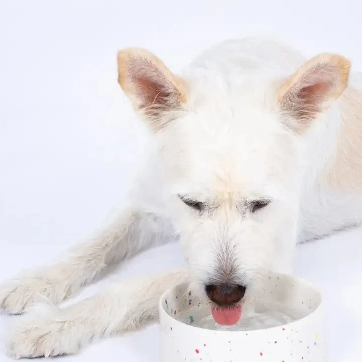 Gamelles pour chien en céramique artisanale New Party — Egg Back Home