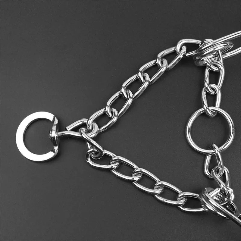 Collier chien torquatus