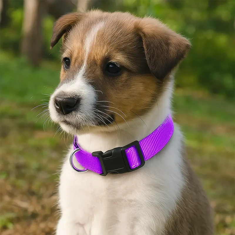 Collier chiot femelle