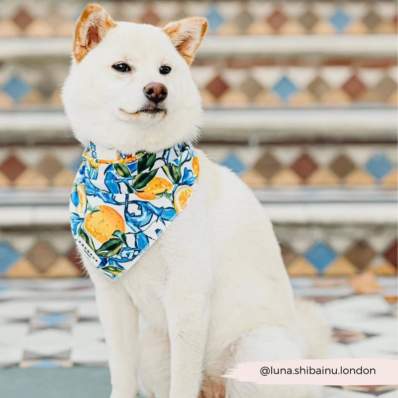 Bandana pour chien Amalfi Lemon CocoPup London