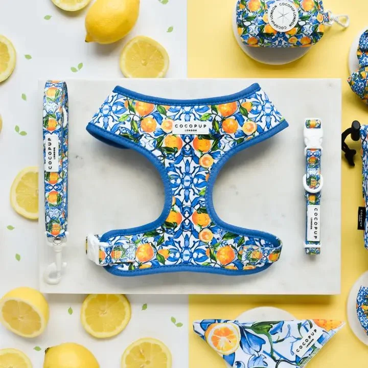 Collier pour chien réglable Amalfi Lemon CocoPup London
