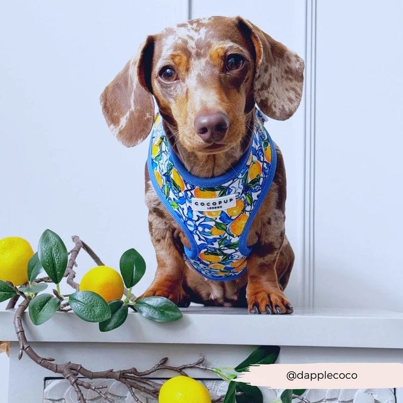 Harnais pour chien réglable Amalfi Lemon CocoPup London
