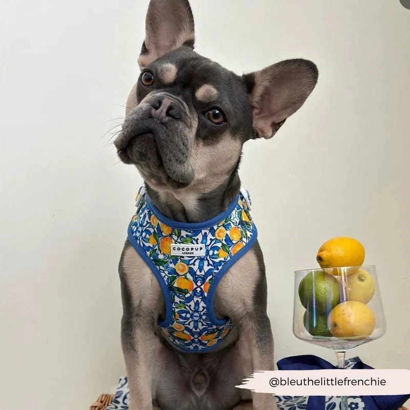 Harnais pour chien réglable Amalfi Lemon CocoPup London
