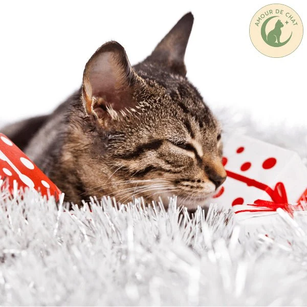 Carte cadeau chat - Plaisir et bonheur félin