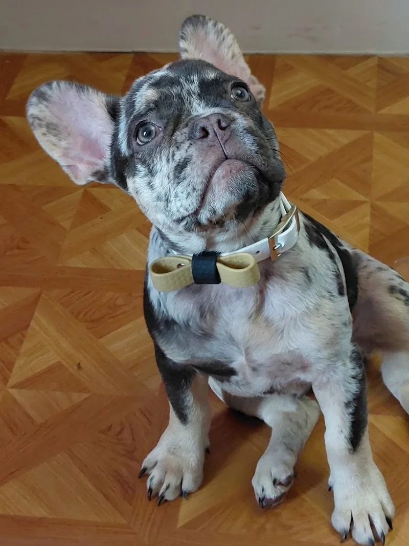 Nœud papillon pour chien et chat - Hexa 9, 16 et 25 mm