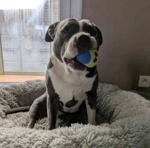 Porte-balle personnalisé pour chien en hexa 16 mm