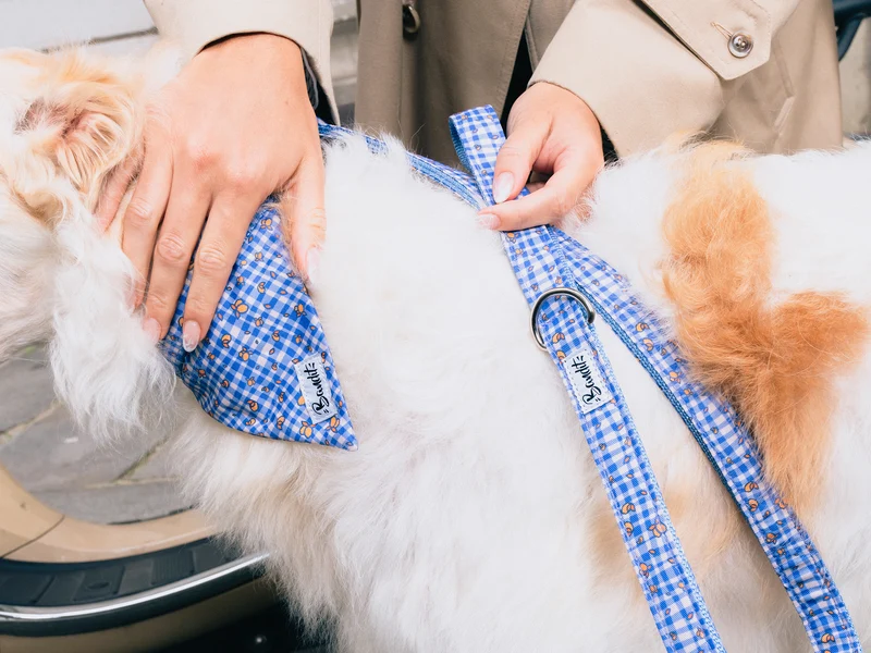 Bandana pour chien imprimé vichy bleu