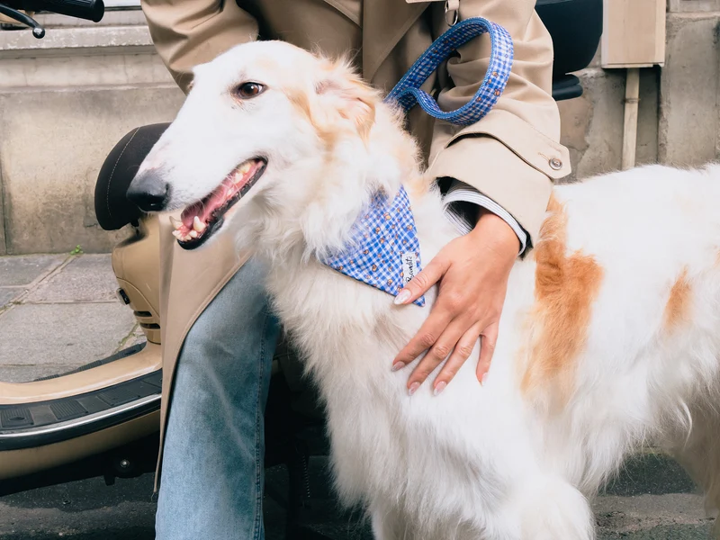 Bandana pour chien imprimé vichy bleu