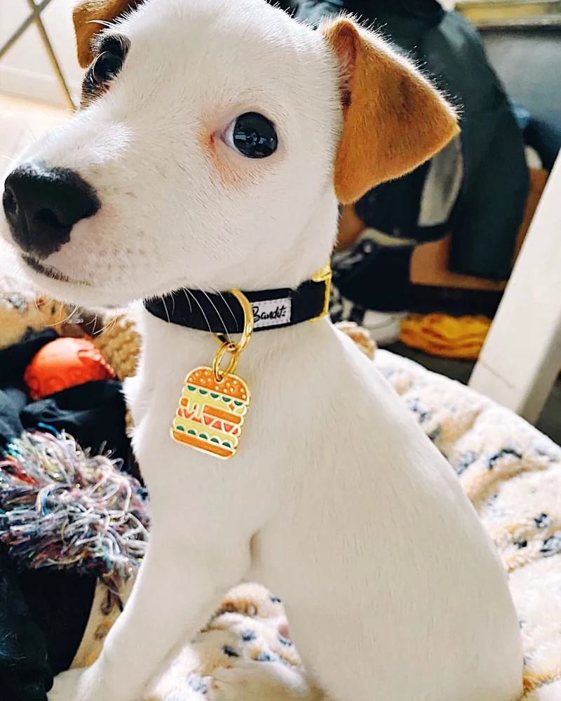 Médaille burger pour chien