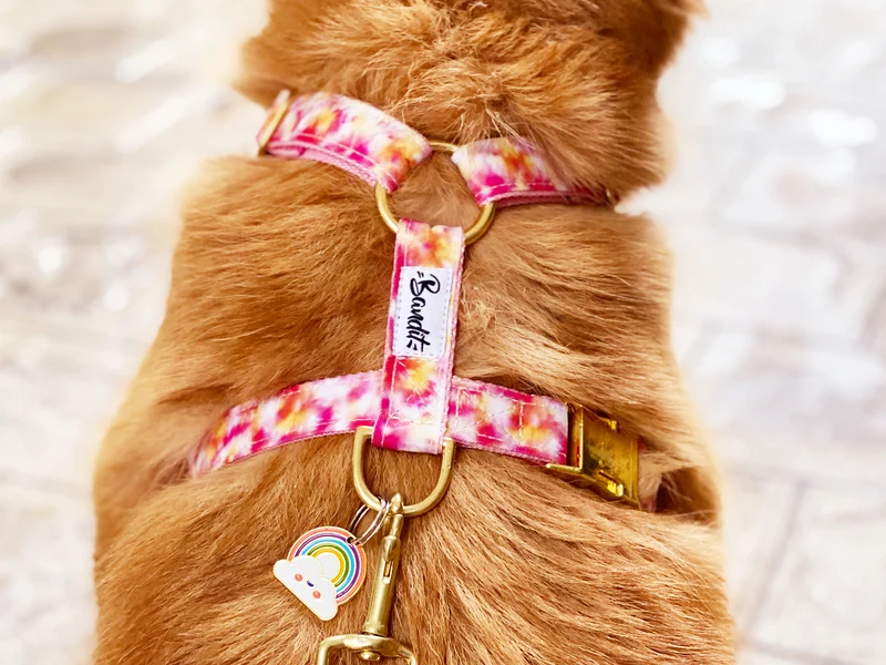 Médaille arc-en-ciel pour chien