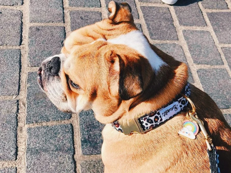 Médaille arc-en-ciel pour chien