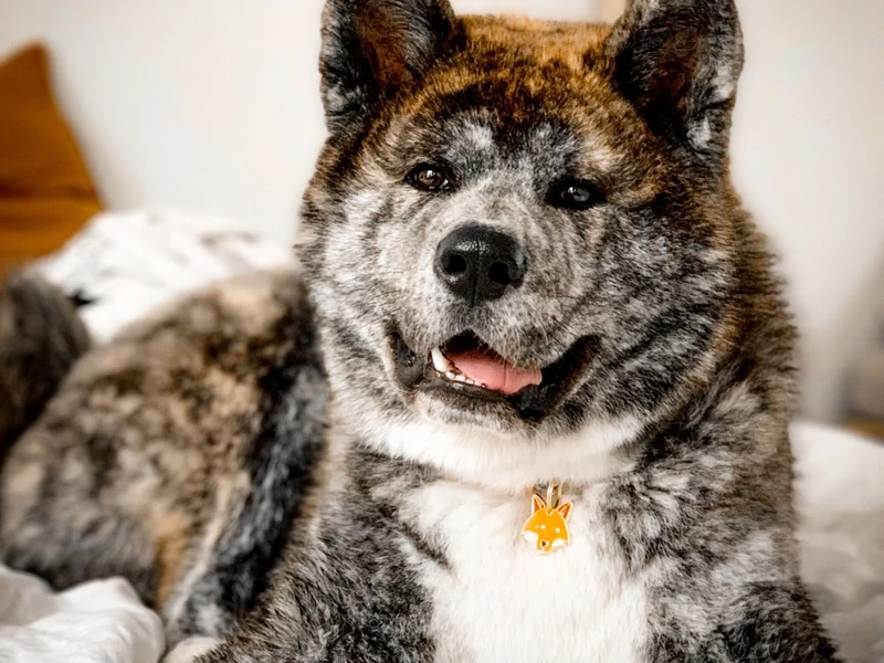 Médaille renard pour chien