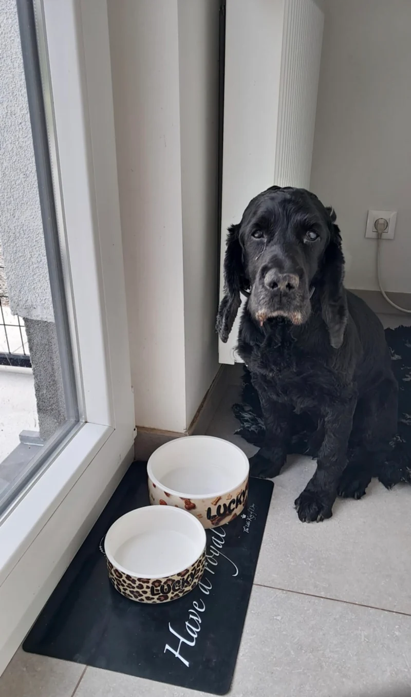 Gamelle Personnalisée Chien Chat & NAC – Céramique avec Nom & Photo
