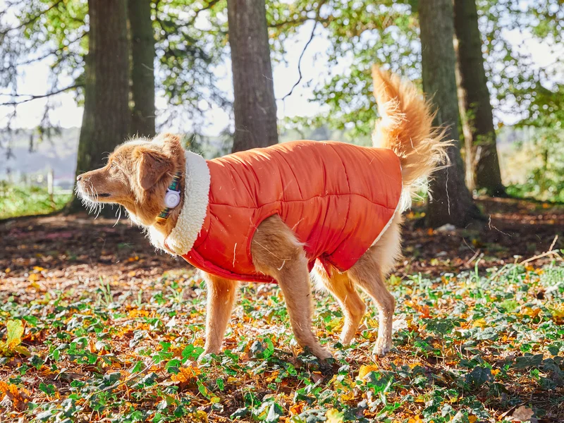 Doudoune épaisse pour chien