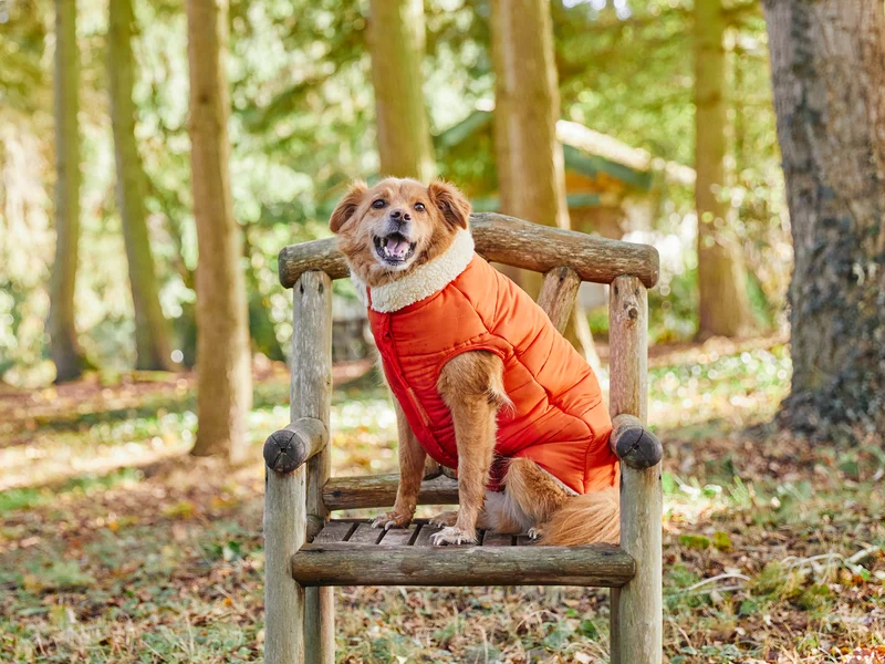 Doudoune épaisse pour chien