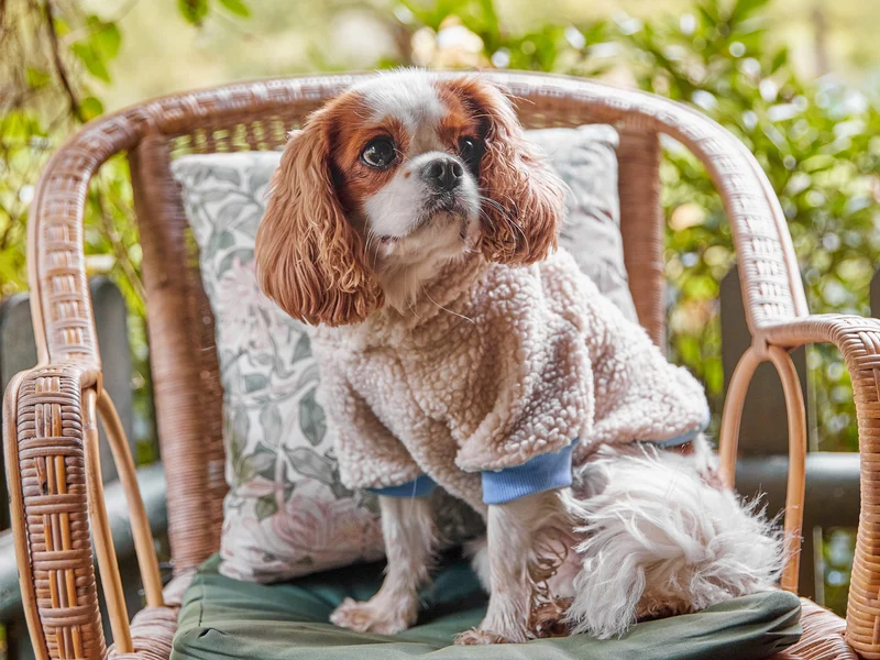 Hoodie en sherpa tout doux, pour chien